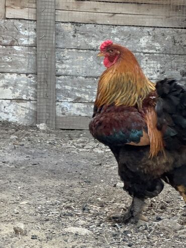 Cücələr: Xoruz, Brama, il: 1, Ünvandan götürmə