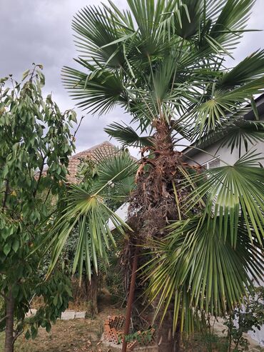 LuAZ: Satılır: Bağ üçün dekorativ xurma ağacı (Trachycarpus fortunei –