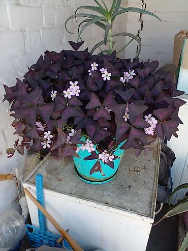 фикус шривериана: Оксалис фиолетовый (Oxalis triangularis), взрослое комнатное растение — 3