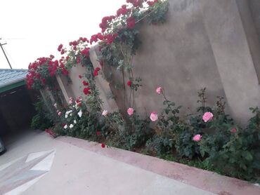 Həyət evləri və villaların satışı: 5 otaqlı, 176 kv. m, Yeni təmirli — 17