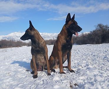 Продажа собак: Предлагаются к бронированию щенки Белгийской овчарки Малинуа.Щенков 9 — 3