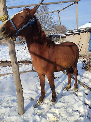 Лошади, кони: Продаю | Жеребец | Полукровка | Рабочий — 4