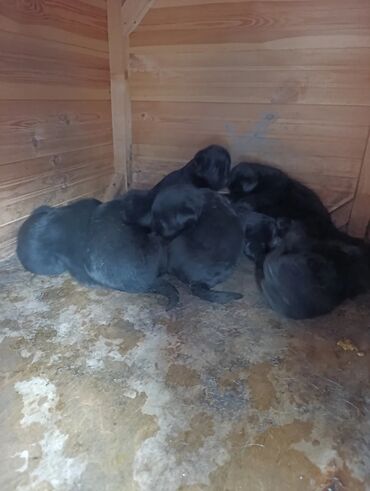 Продажа собак: Лабрадор-ретривер, 2 месяца, Самец — 7