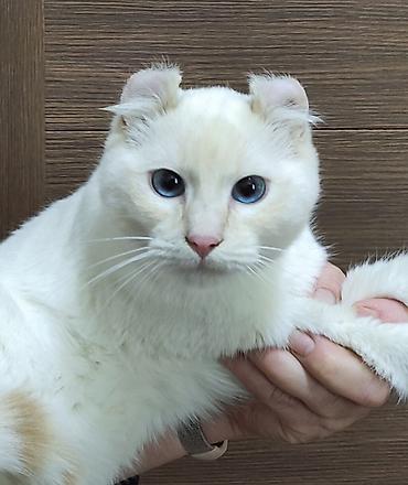 кошки свинкс: Кошки.Порода: Американский керл (American Curl). Котята . Есть котята — 8
