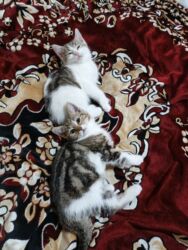 Pişiklər: Türk anqora, Dişi, Yaxşı əllərə, Ünvandan götürmə -da lalafo.az — 30 Pişiklər: Türk anqora, Dişi, Yaxşı əllərə, Ünvandan götürmə — 30