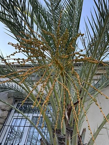 palma agaci satilir: Xurma palması (Phoenix dactylifera) - Növ: Xurma palması — 4