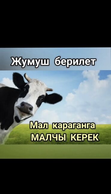 работу сторожа: Предлагается вакансия пастуха для выпаса скота. Идеально подходит для