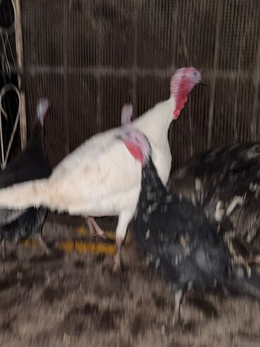 домашняя курица бишкек: Срочно продам