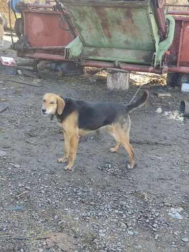 бишкек собака: Продаю сучку породы русская гончая . Возраст 10 месяцев . Из под