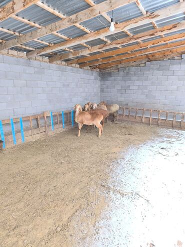 Бараны, овцы: Продаю | Овца (самка), Ягненок | Арашан | Для разведения | Ярка — 9