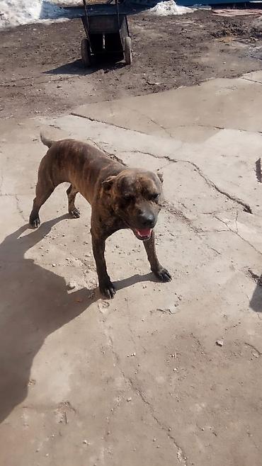 Продажа собак: Собака среднего роста, крепкого телосложения. Окрас тигровый — 9