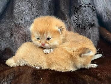 Продажа кошек: Скотиш Фолд (Шотландская вислоухая), 1 месяц, Мальчик, Золотая шиншилла, Приучена к лотку — 5