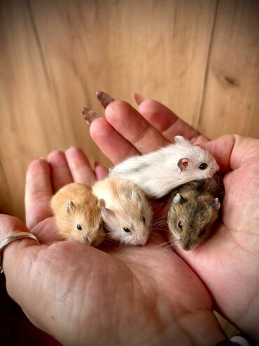Хомяки: Продаются хомячки джунгарские, сирийские, ангорские пушистые хомячки — 25