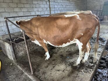 цыплята гриз бар фото: Продаю | Корова (самка) | Джерсейская | Для молока