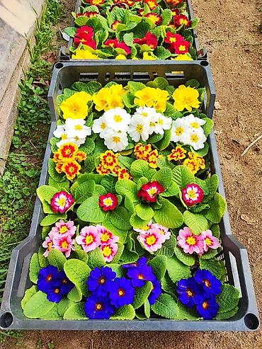 Şitillər: 🌹Primula gülü əsil qış üçün soyuğa və şaxtaya dözümlü bəzədilmə gülü — 10
