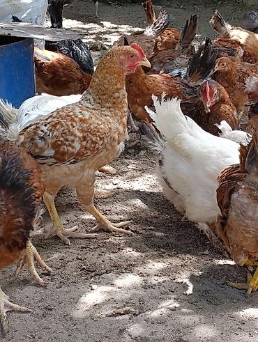 ditdili dermani: Məhsul: Yerli tam sağlam kənd toyuqları 3aylıq bütün vitaminləri — 3