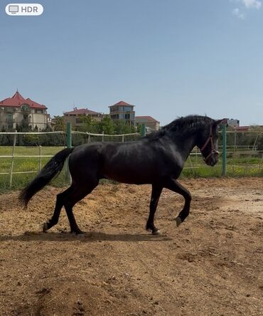 İtlər: Erkək, il: 7
