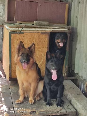 Продажа собак: Дрессировка собак. если у Вас с с вашим питомцем проблемы, значит не at lalafo.kg — 8 Продажа собак: Дрессировка собак. если у Вас с с вашим питомцем проблемы, значит не — 8