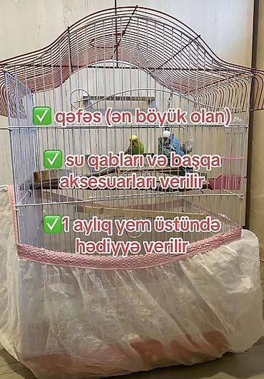 tutuqusu yemi: Məhsul: 2 ədəd tutuquşu (dişi və erkək) – Bakı şəhəri Paketə — 4