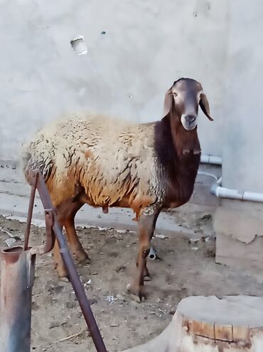 Бараны, овцы: Продаю | Баран (самец) | Гиссарская | Для разведения | Племенные — 2