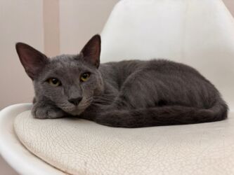 etibarli elere verilir: Домашний кот полупородистый, чистый ласковый кастрированный, 1 год