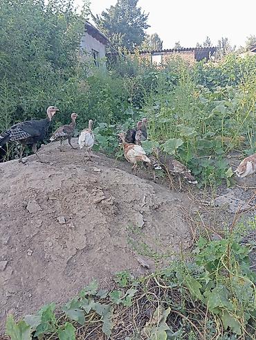 попугай неразлучник цена: Молодые домашние индюшата,вывод 3- июля не инкубатор — 5