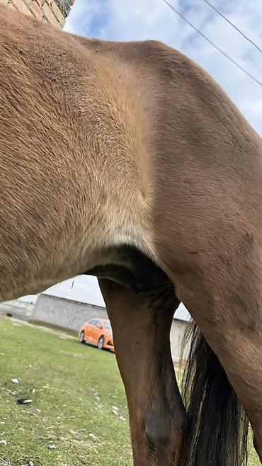 Лошади, кони: Продаю | Кобыла (самка) | Рабочий — 7