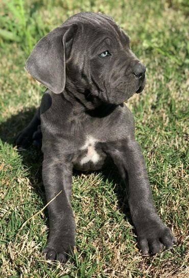 it yuvasi satisi: Kane-Korso