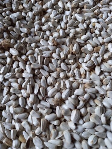 сафлор семена in Кыргызстан | ЖҮК ТАШУУЧУ УНААЛАР: #Сафлор продажа. #Семена сафлора. #Семенной сафлор