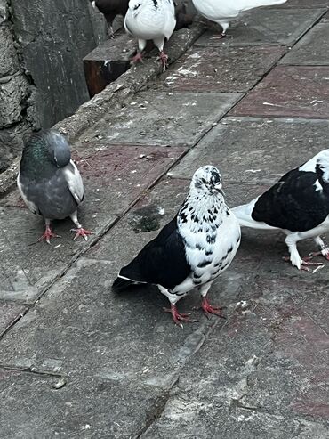 sabunçu quş bazarı: Cildos erkek unvan sabuncu