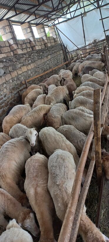 kənd xoruzu: Qurbanlıq quzular satılır diri çəkiləri 34-45 kq arası. qiyməti 9