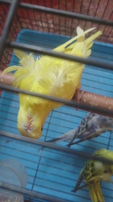 Tutuquşları: Yanaqsiz karellalar və yaponi̇clər satişdadi
yaponiclər cüt 80 azn -da lalafo.az — 7 Tutuquşları: Yanaqsiz karellalar və yaponi̇clər satişdadi
yaponiclər cüt 80 azn — 7