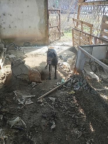 Отдам даром собаку: Собака даром: Курцхаар, 10 месяцев, Самка, С прививкой — 12