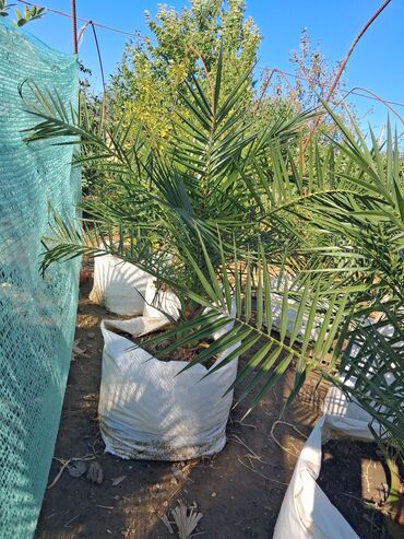 Ağaclar: Xurma (Phoenix dactylifera) fidanları – dekorativ xurma palması — 8