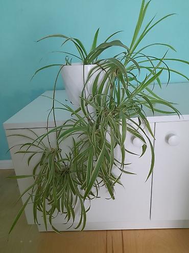 lavanda: Xlorofitum (Spider Plant) – dekorativ otaq bitkisi Güllərin hər — 1