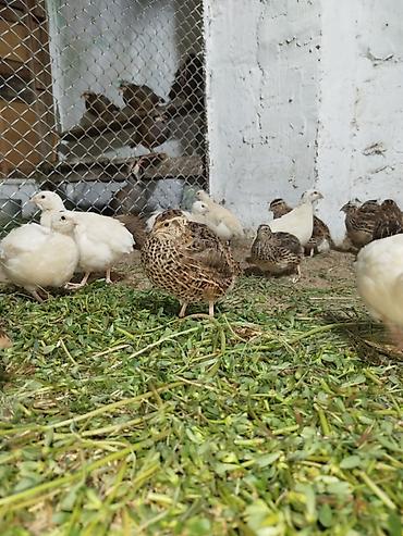 akvarium satisi: 19eded yumurtlayan bildircinlerdi. 14u texas(ag reng olan)5i — 6