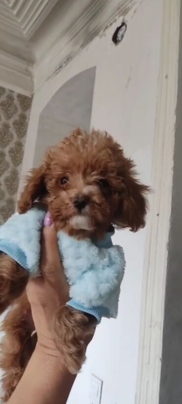 İtlər: Pudel, 3 ay, Erkek, Peyvəndli, Ünvandan götürmə — 20