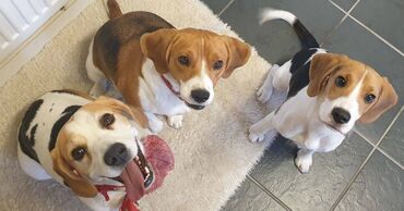 Άλλα: Cute Beagle puppies available Very friendly, outgoing puppies. Vet