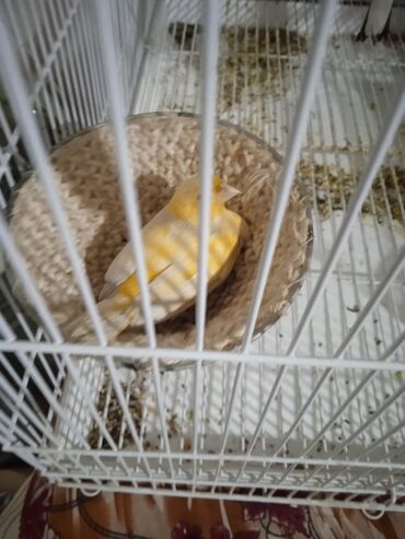 Зоотовары: Гнёзда для птиц! — 5