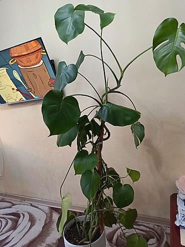 Монстера делициоза (Monstera deliciosa) на опоре - Крупное