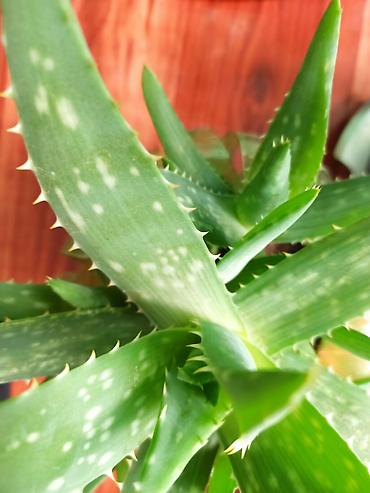 прокол земли: Алоэ вера (Aloe vera) в горшке, возраст 2 года. Цена 300 сом - — 1