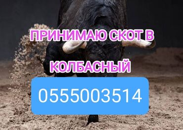 продаю утка: Куплю | Коровы, быки, Лошади, кони | Круглосуточно, Любое состояние, Забитый