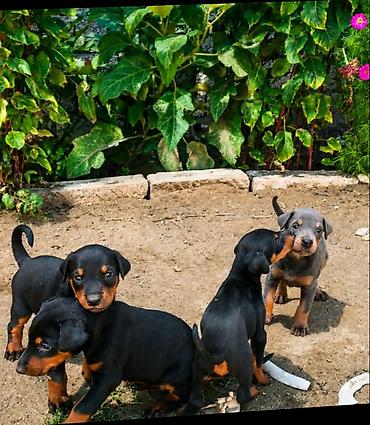 Doberman, 1 ay, Dişi, Cütləşmə üçün