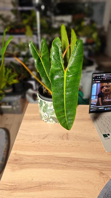 хамедорея купить: 🟢 Филодендрон Биллитау (Philodendron Billietiae) БЕЗ КАШПО Редкий — 1