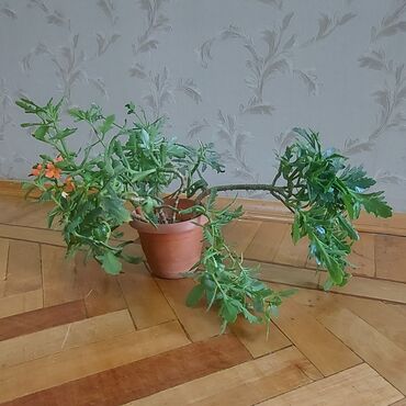 Digər bitkilər: Maral buynuzu gülü satılır. Qiyməti: 15 azn