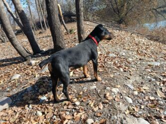 бишон фризе собака: Ягдтерьер, 2 года, Самец