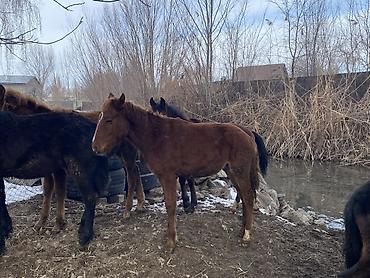 Лошади, кони: Продаю | Жеребенок | Для разведения — 2