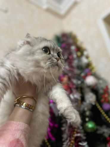 Pişiklər: Şotland — 4