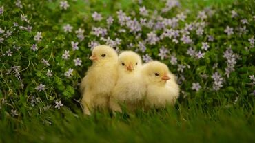 Животные: Цыплята оптом 11,сомдон