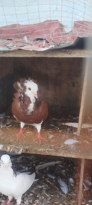 çöl ördeği: Dekorativ göyərçinlər satılır. Yakabin 4edet qalib 4nde birden satram — 3